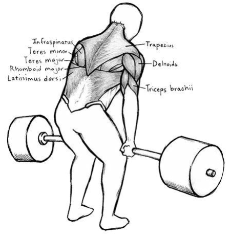 Muskeln die bei der Ausführung von Kreuzheben beansprucht werden, Blick von hinten 